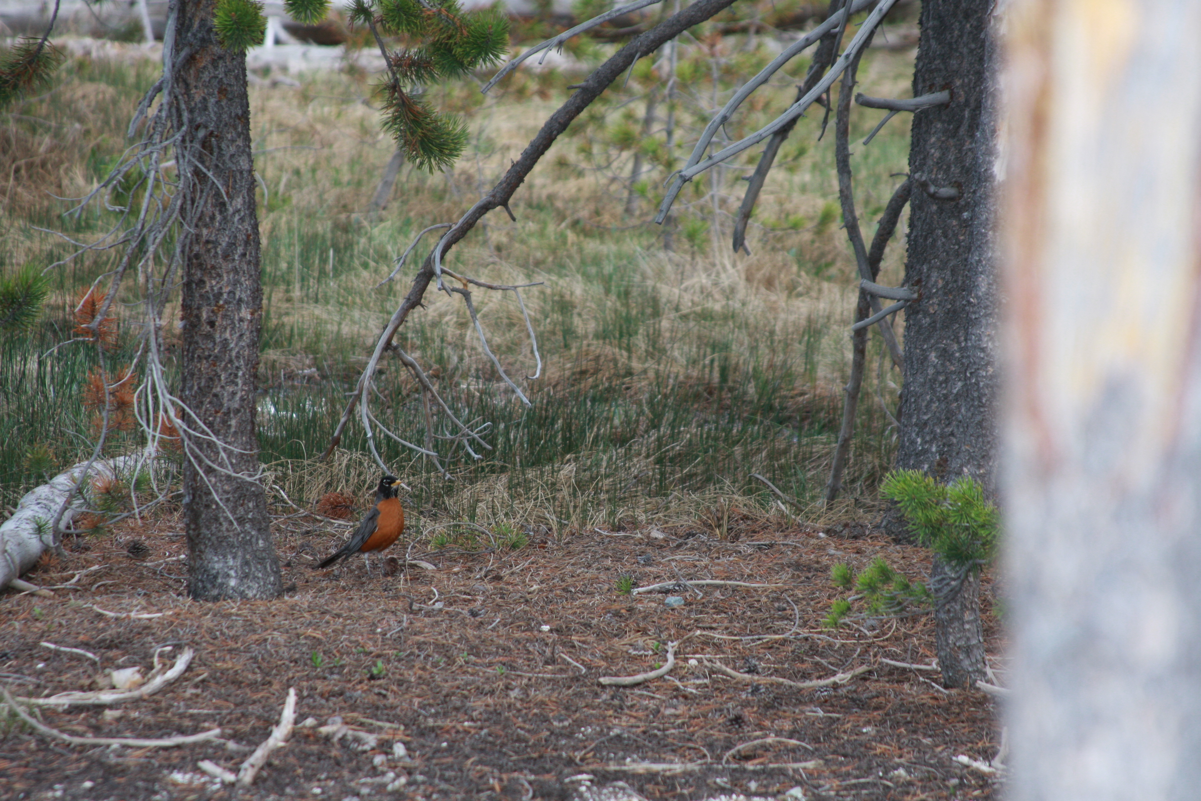Yellowstone Day 3 130