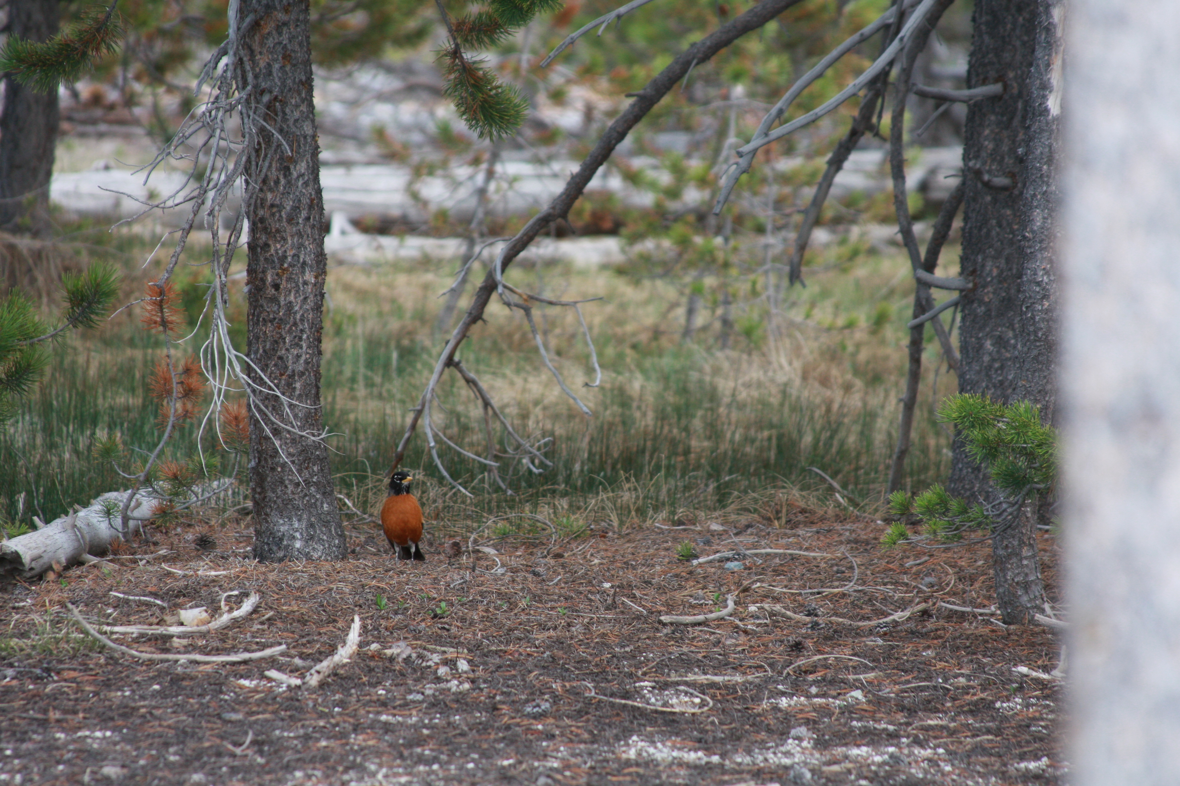 Yellowstone Day 3 131