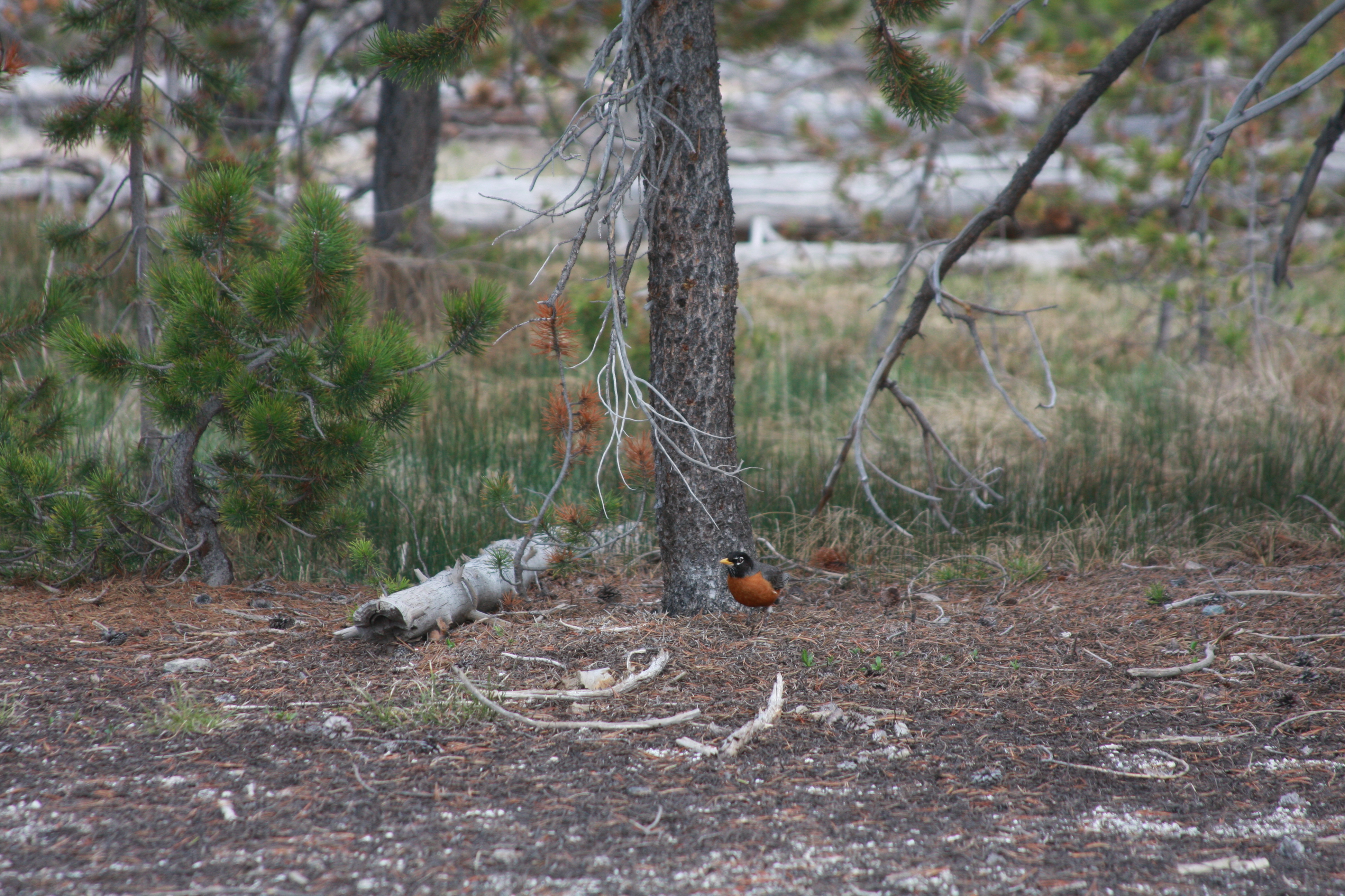 Yellowstone Day 3 132