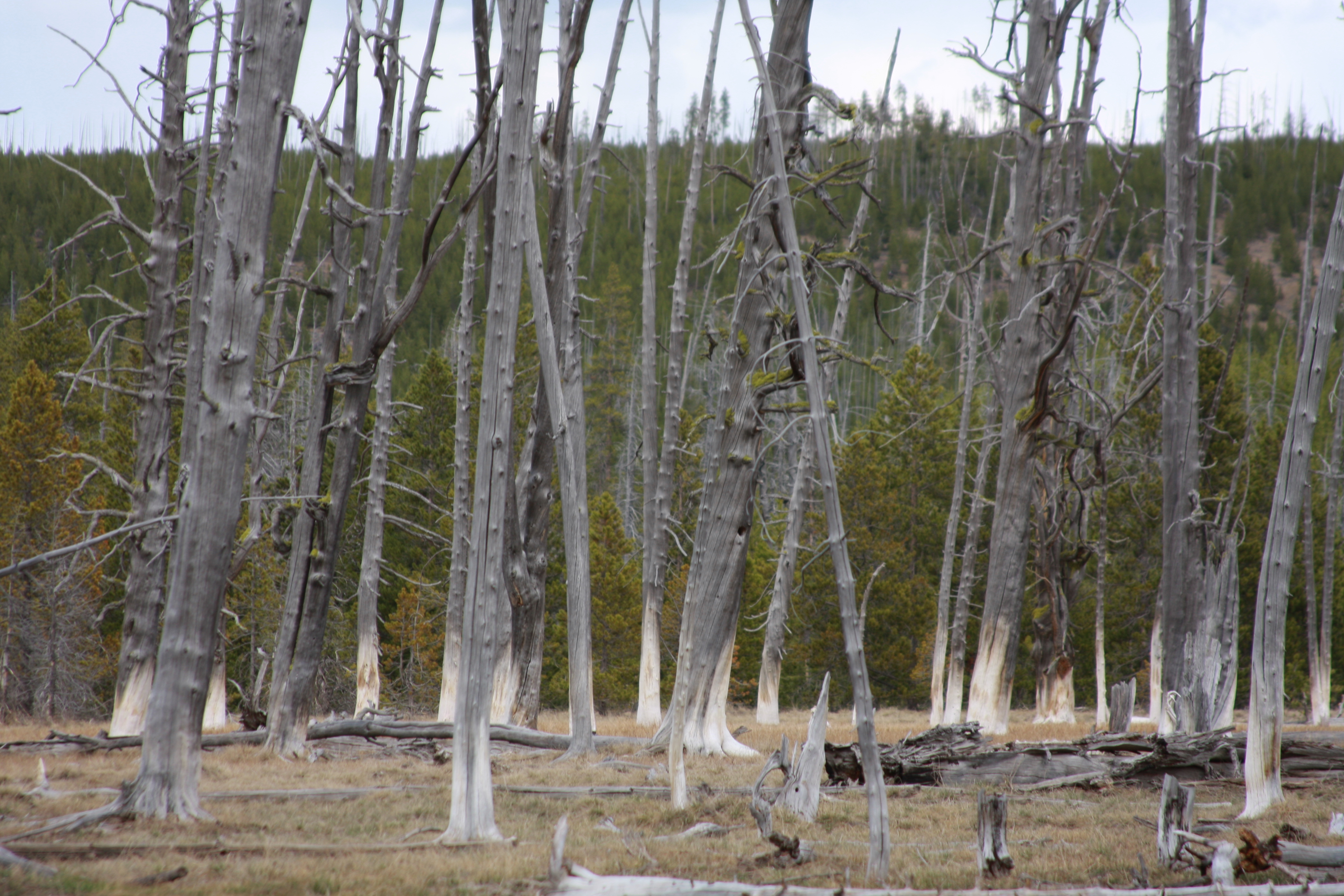 Yellowstone Day 3 134
