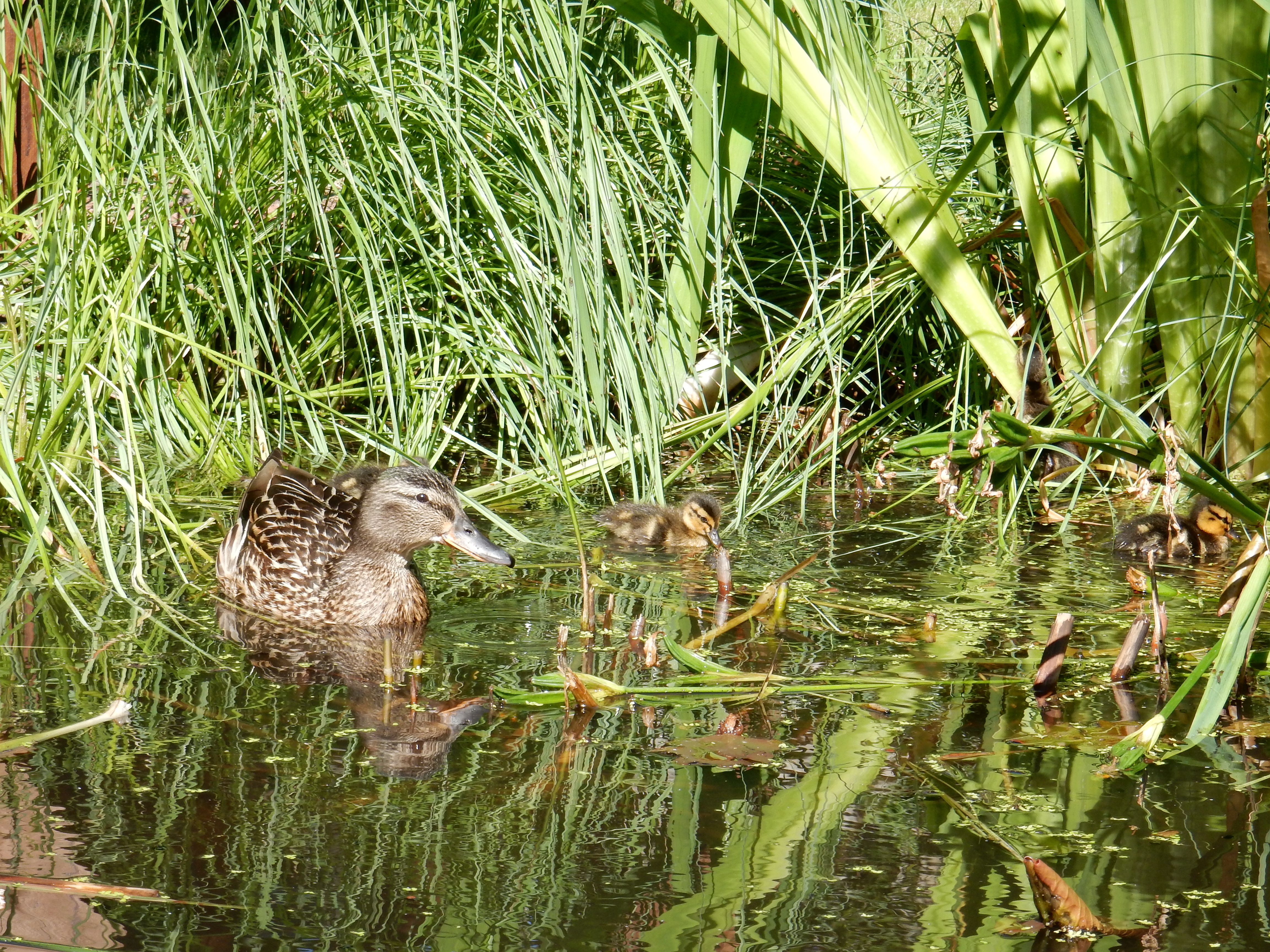 Sommer 2014 012