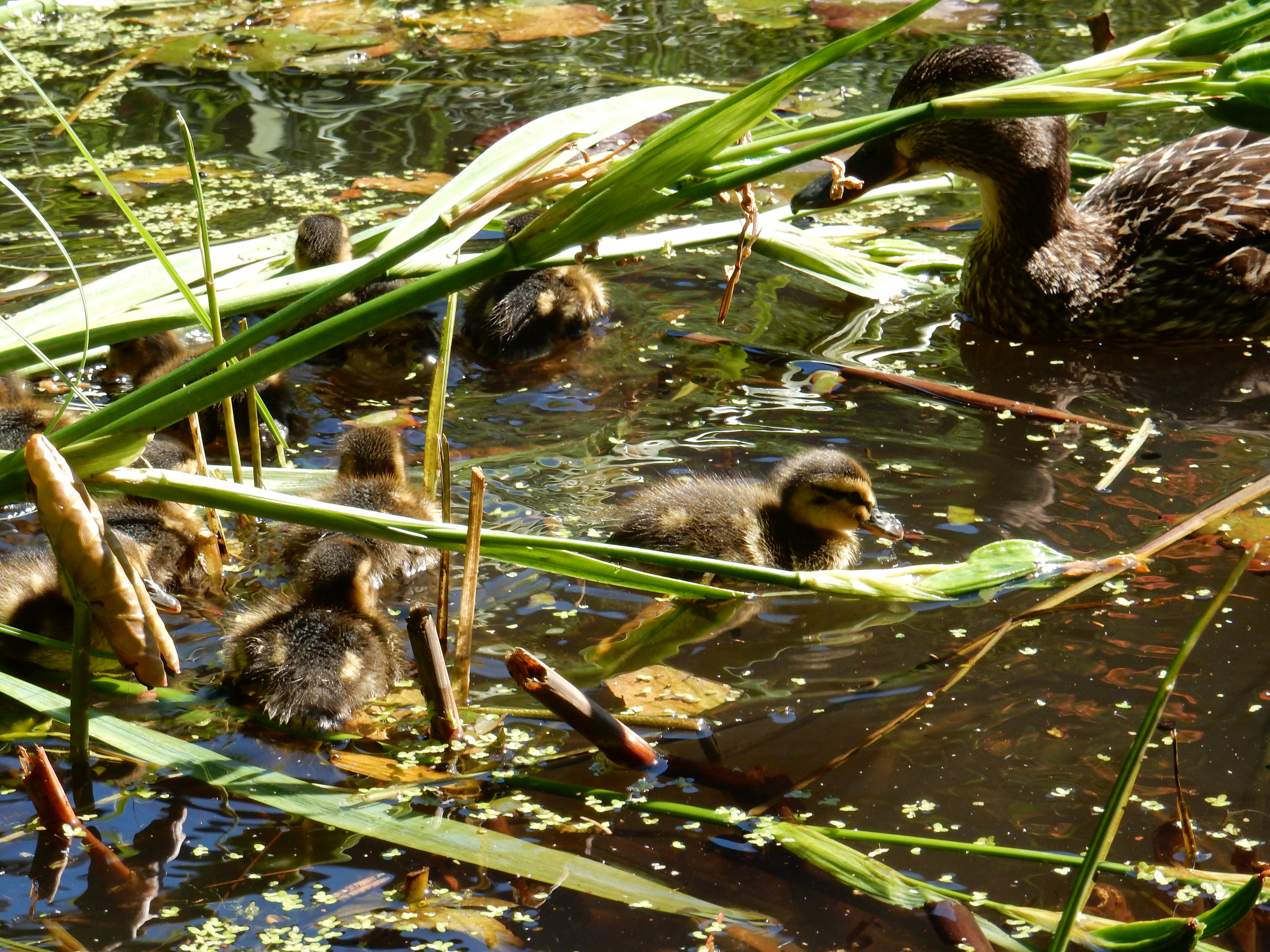 Sommer 2014 014
