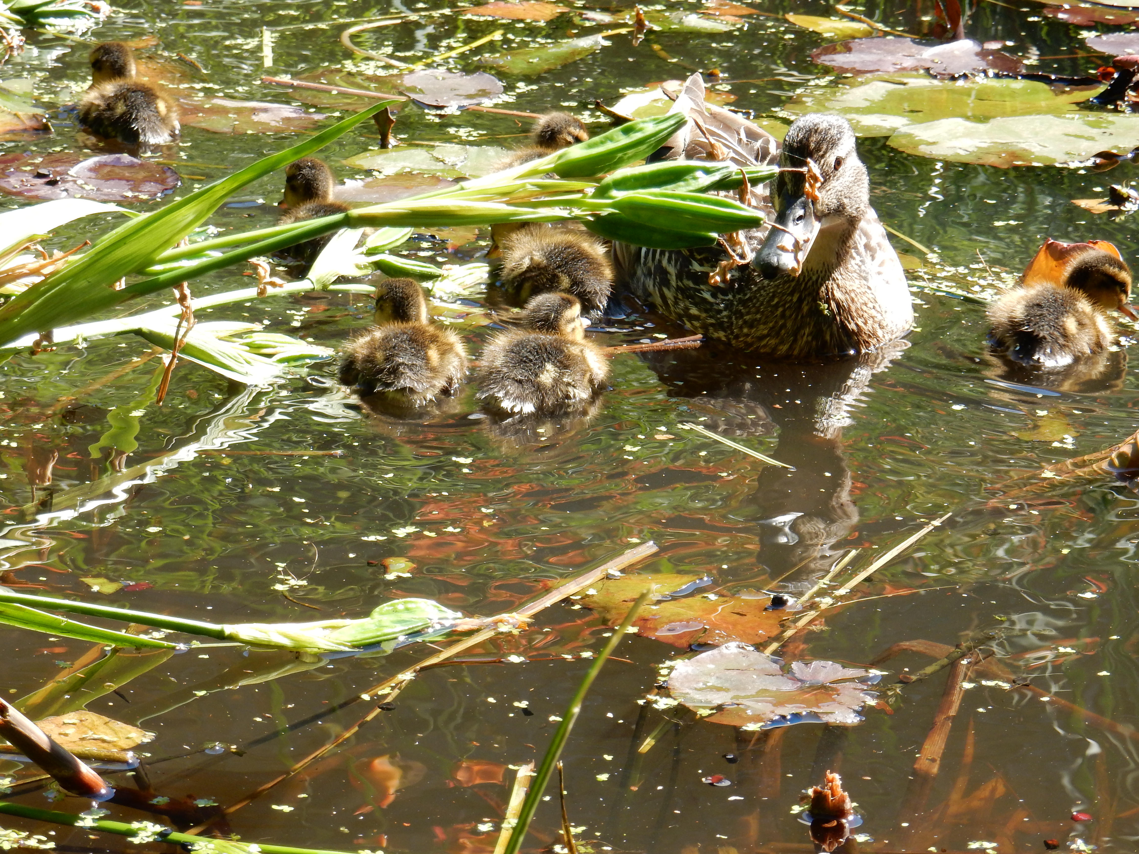 Sommer 2014 015