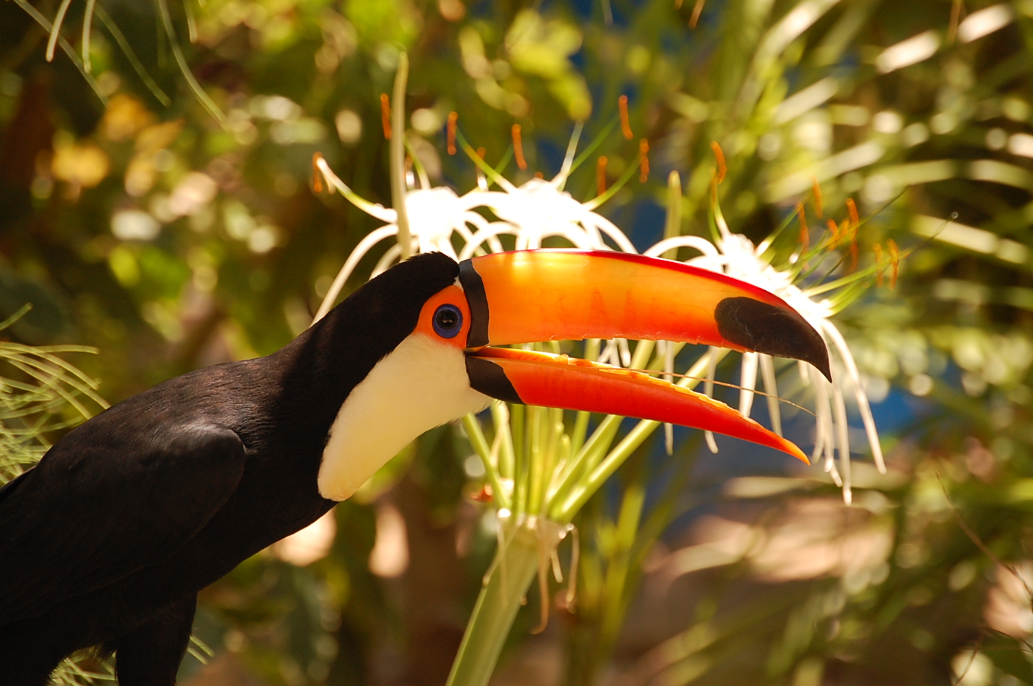 aves (13)