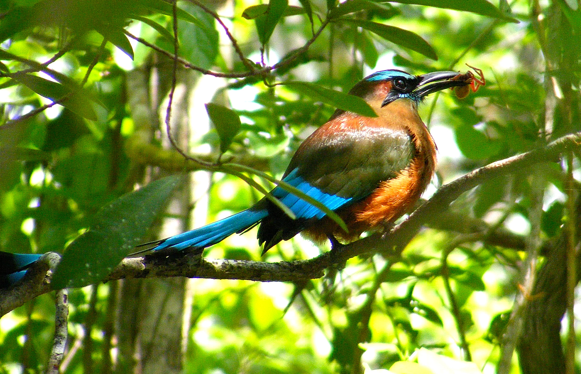 aves (7)