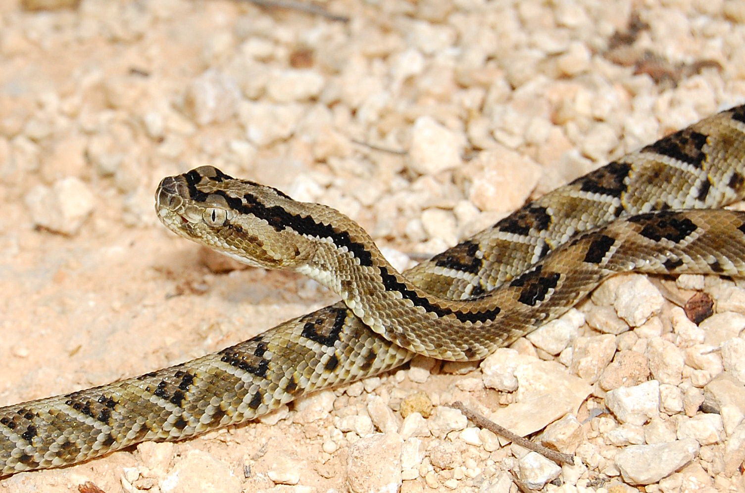 reptiles (4)