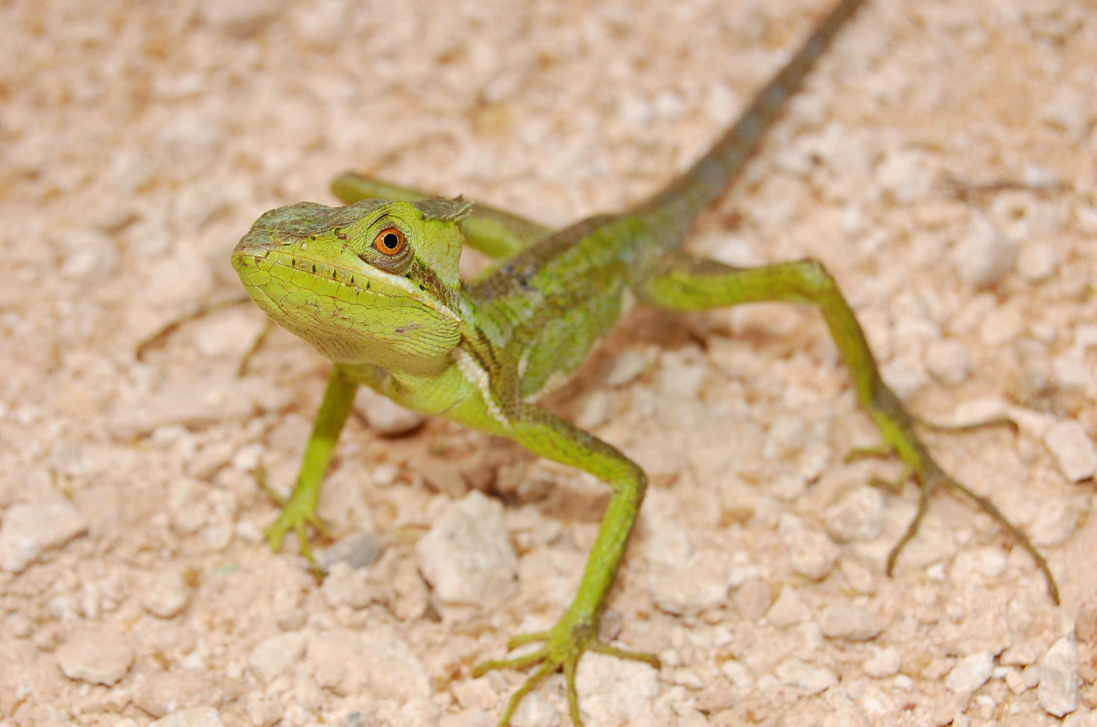 reptiles (7)