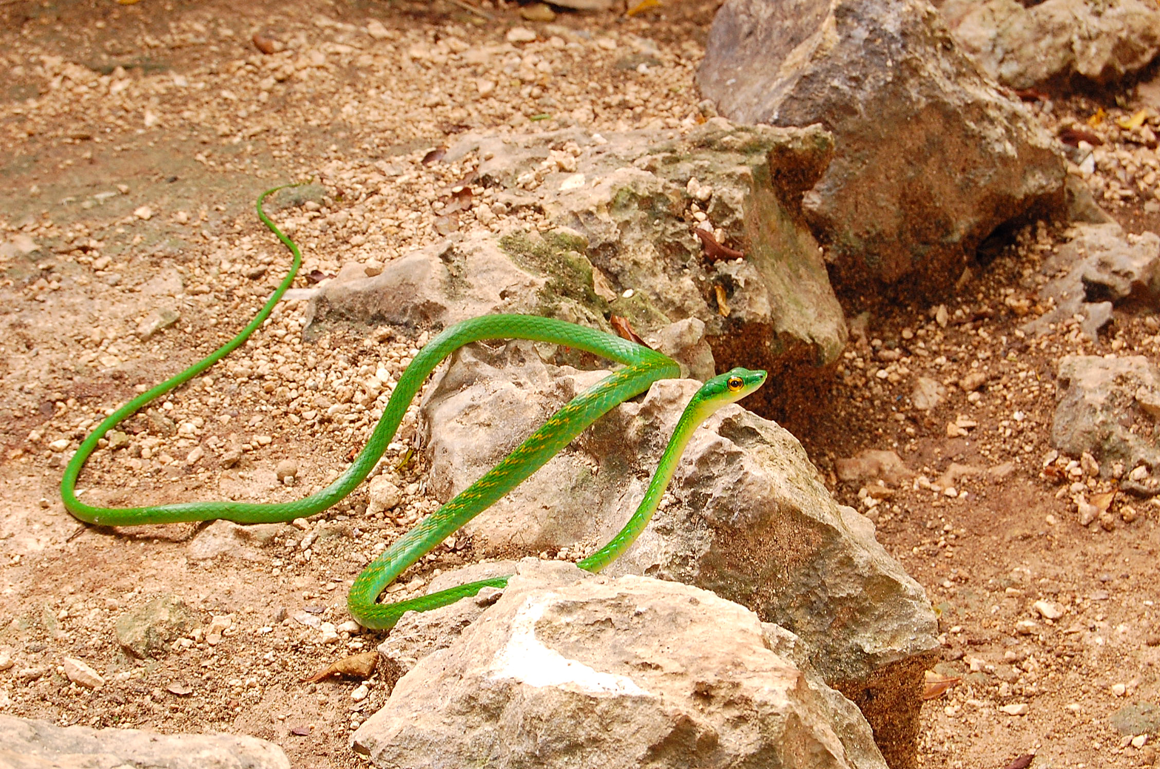 reptiles