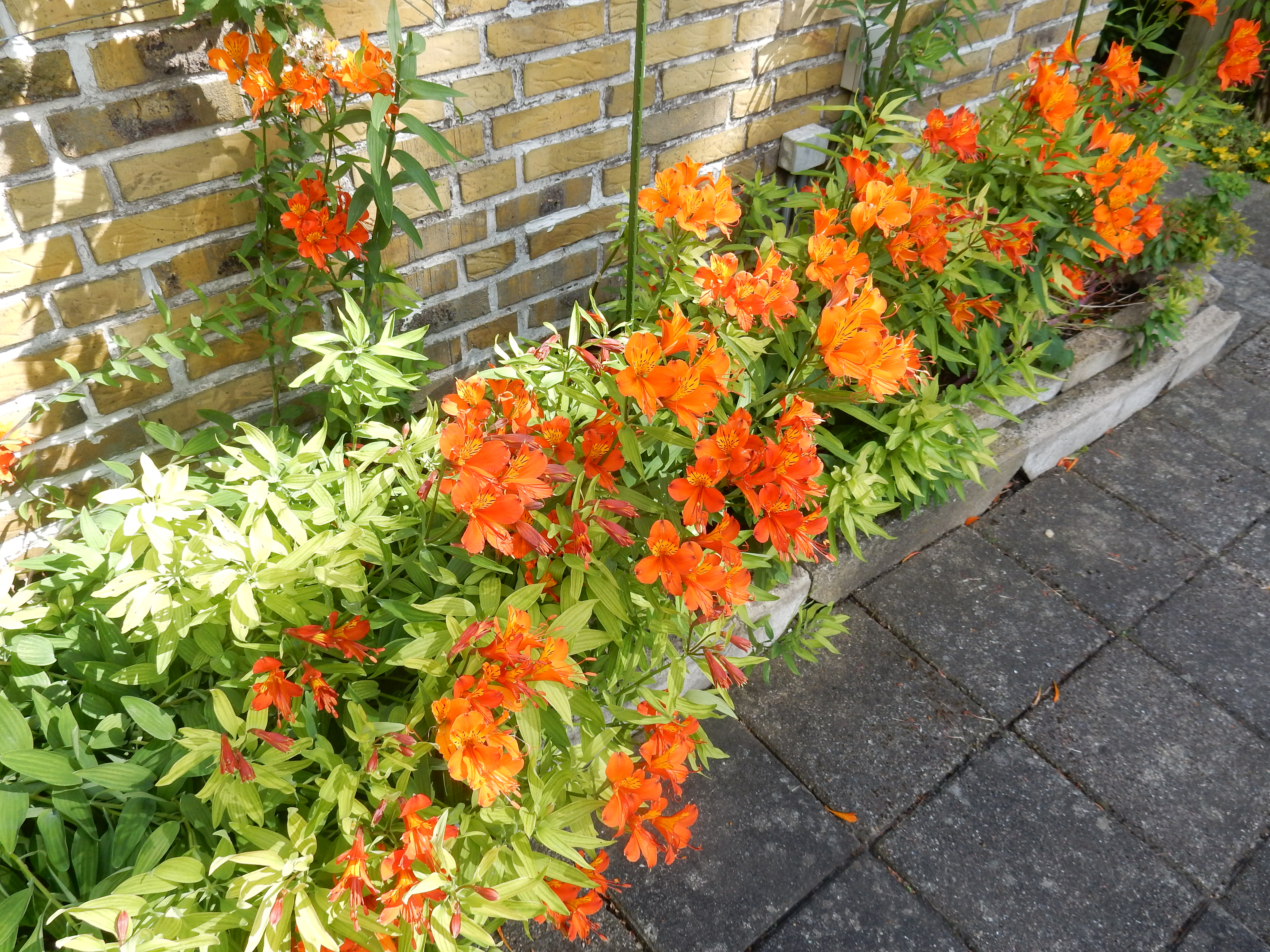 DSCN2675