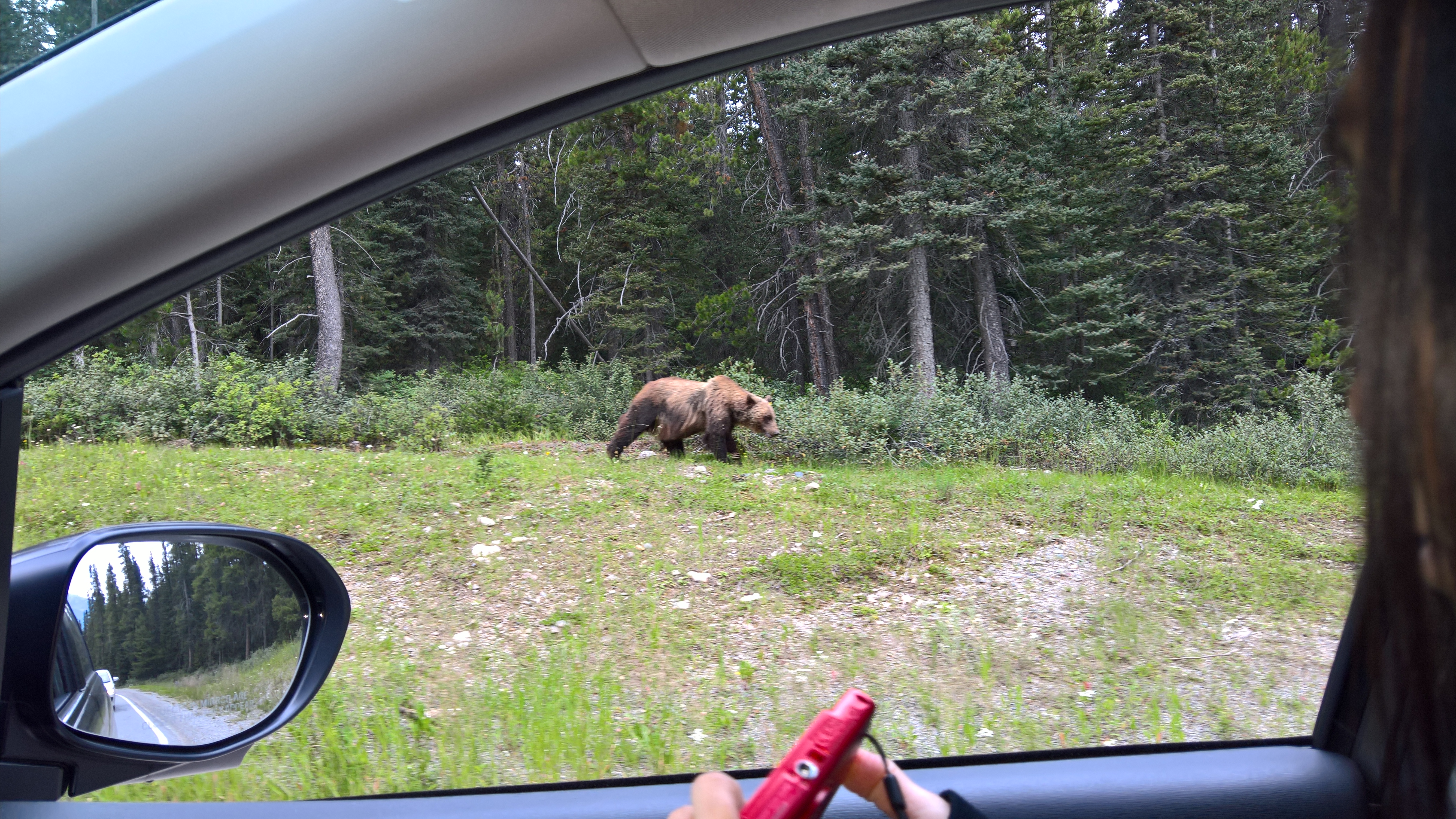Grizzly WP_20160806_10_02_12_Pro