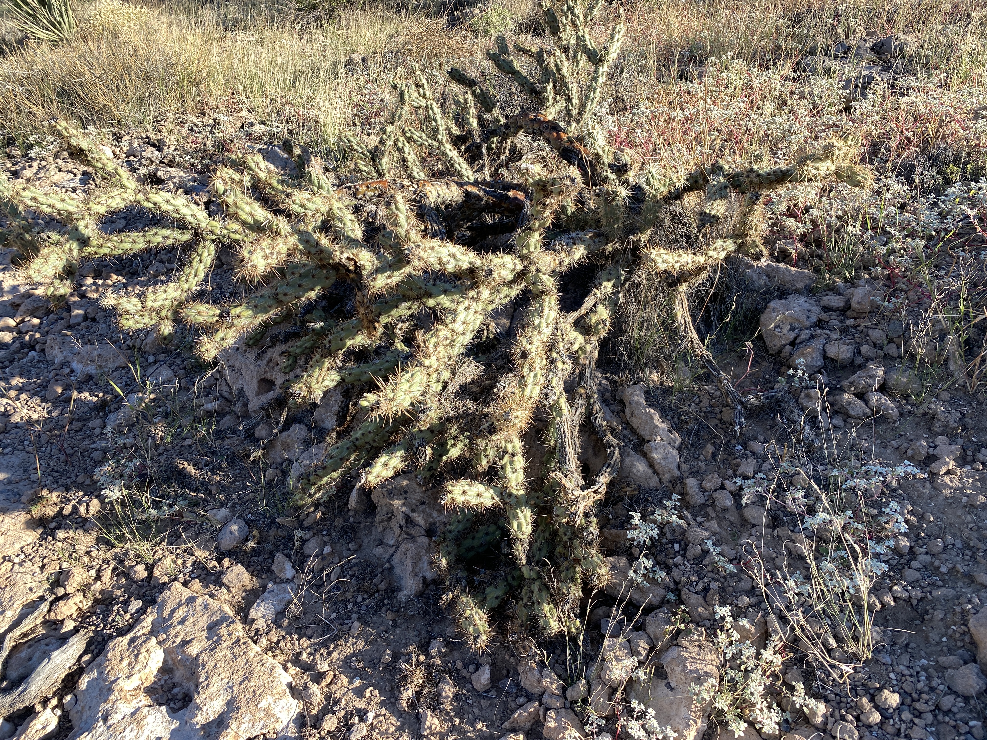 2022-09-19 07-42-07  Camera Apple 6.88 MB United States..AZ..Mohave Co...Kingman..