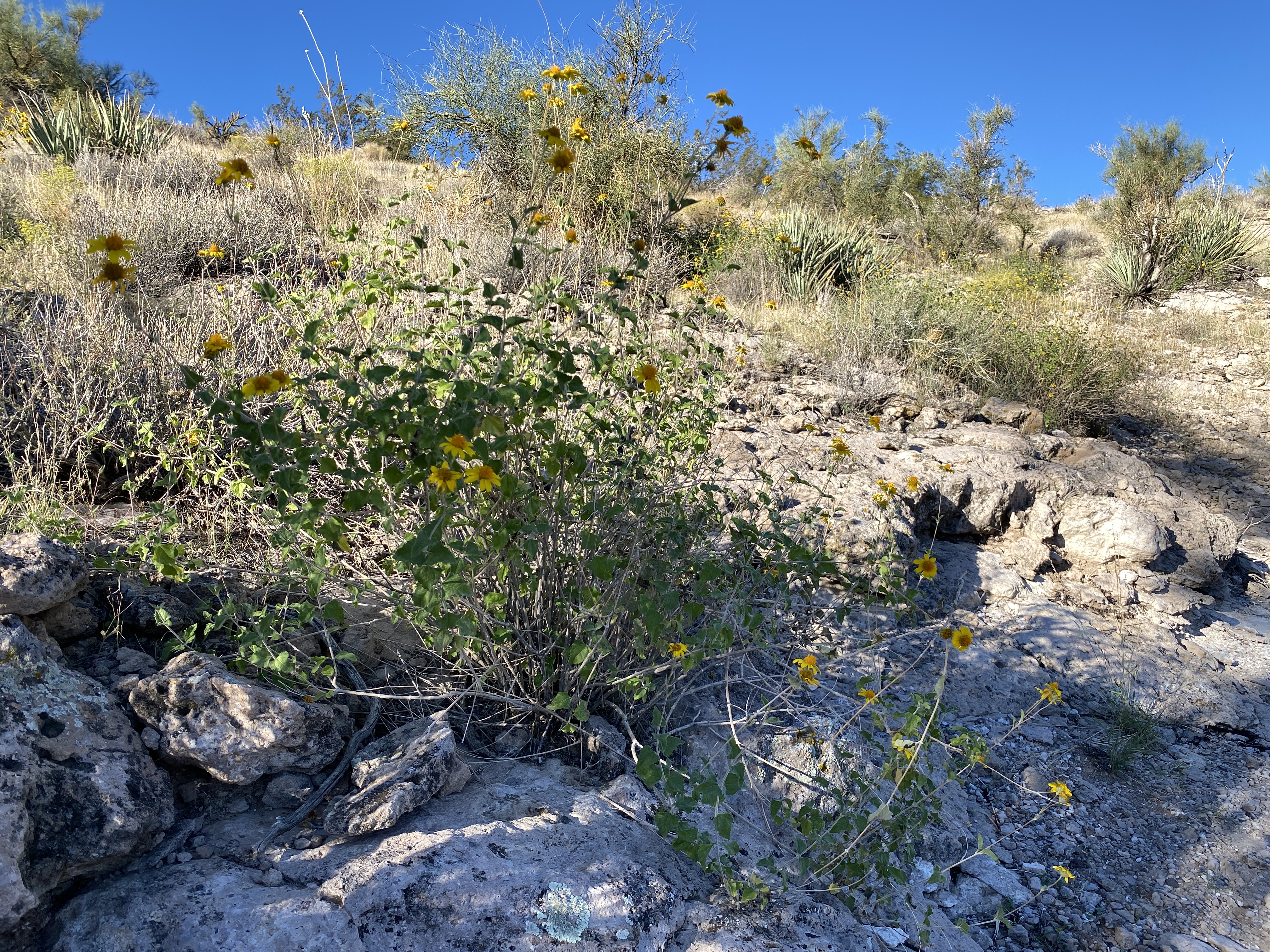2022-09-19 07-57-10  Camera Apple 7.14 MB United States..AZ..Mohave Co...Kingman..