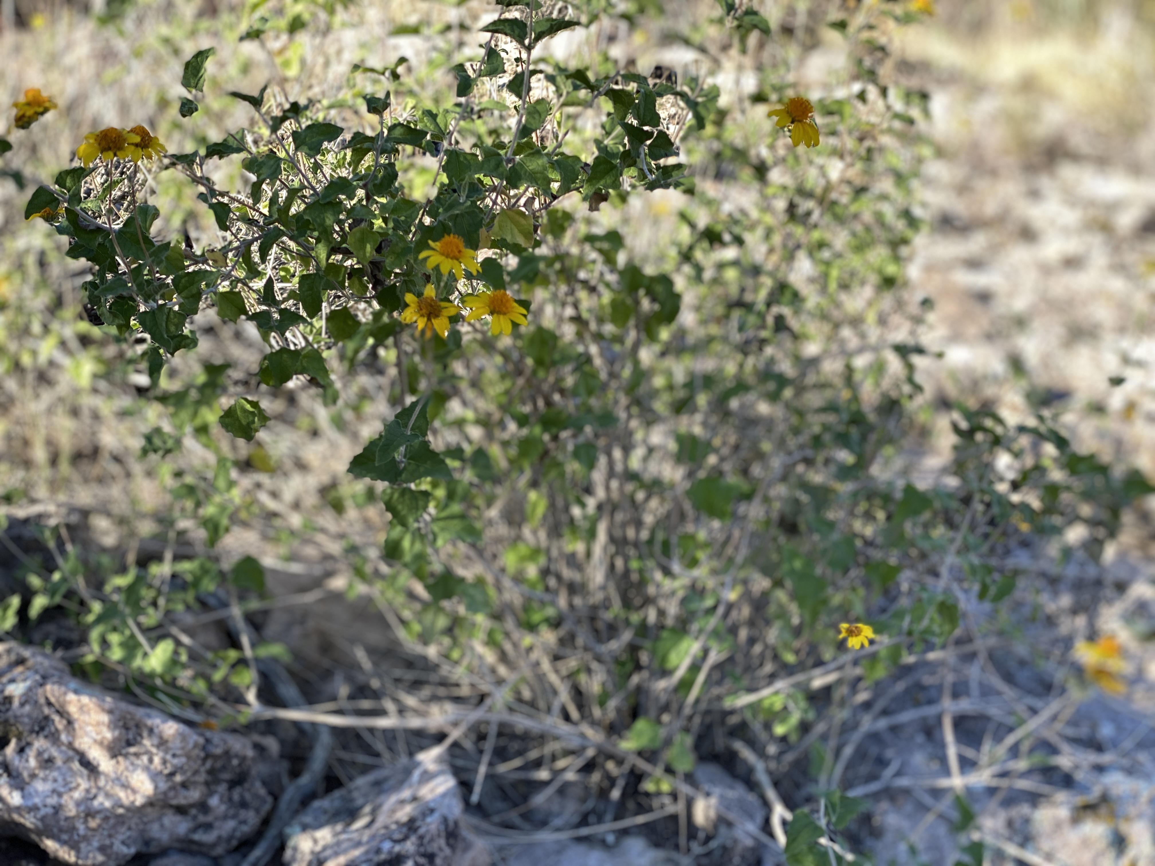 2022-09-19 07-57-18  Camera Apple 1.69 MB United States..AZ..Mohave Co...Kingman..