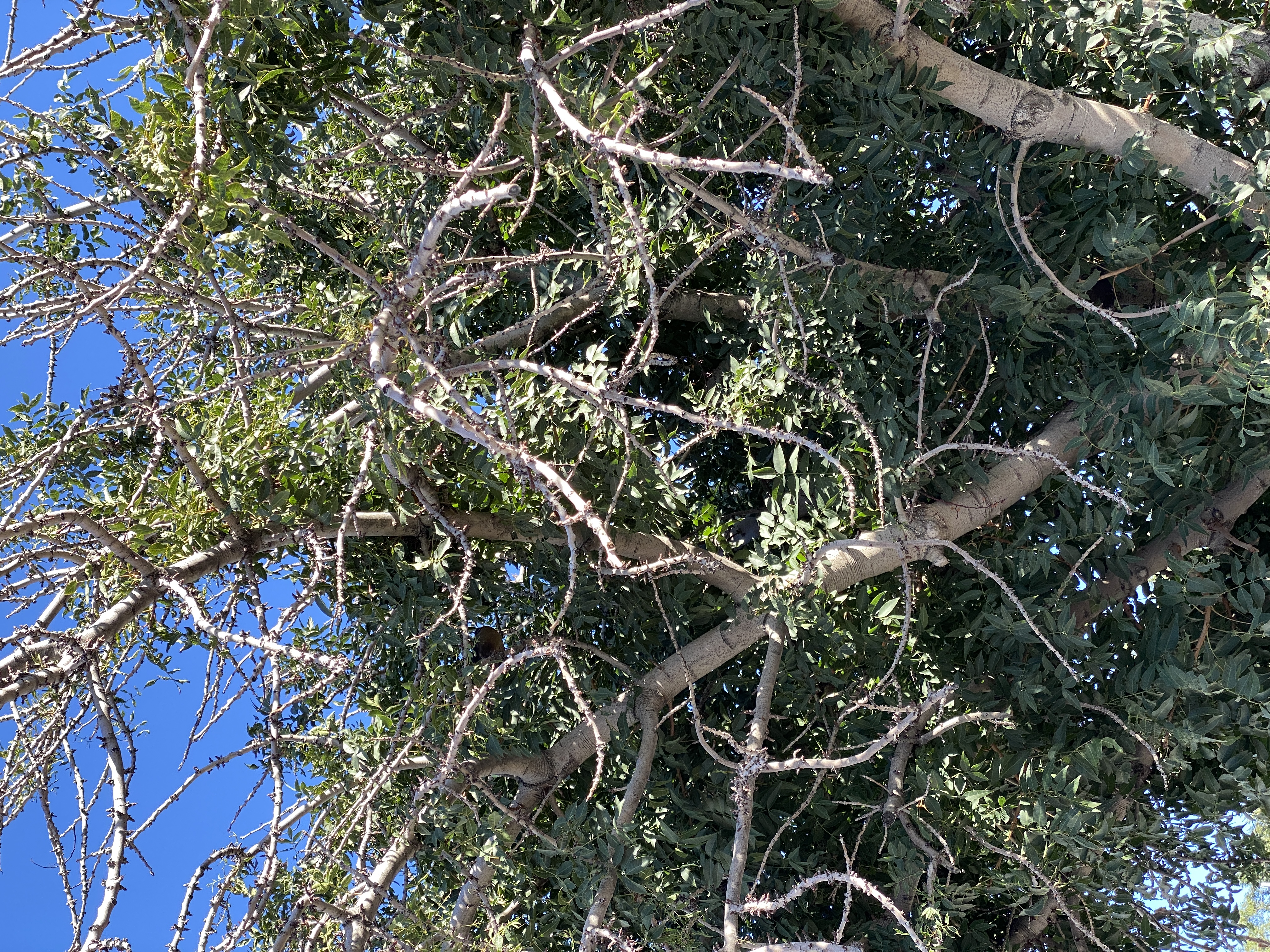2022-09-19 08-49-31  Camera Apple 7.35 MB United States..AZ..Mohave Co...Kingman..