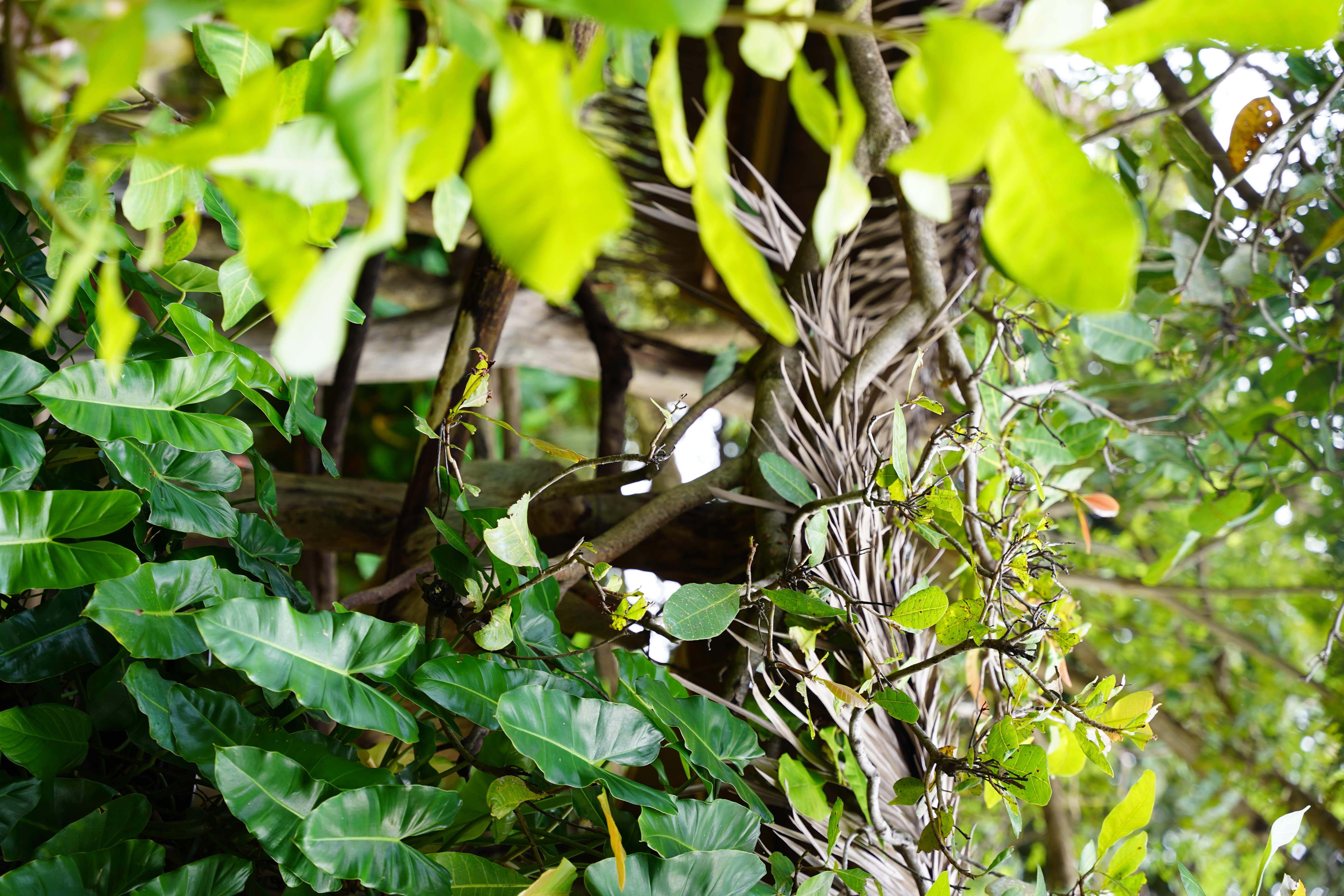 DSC06687