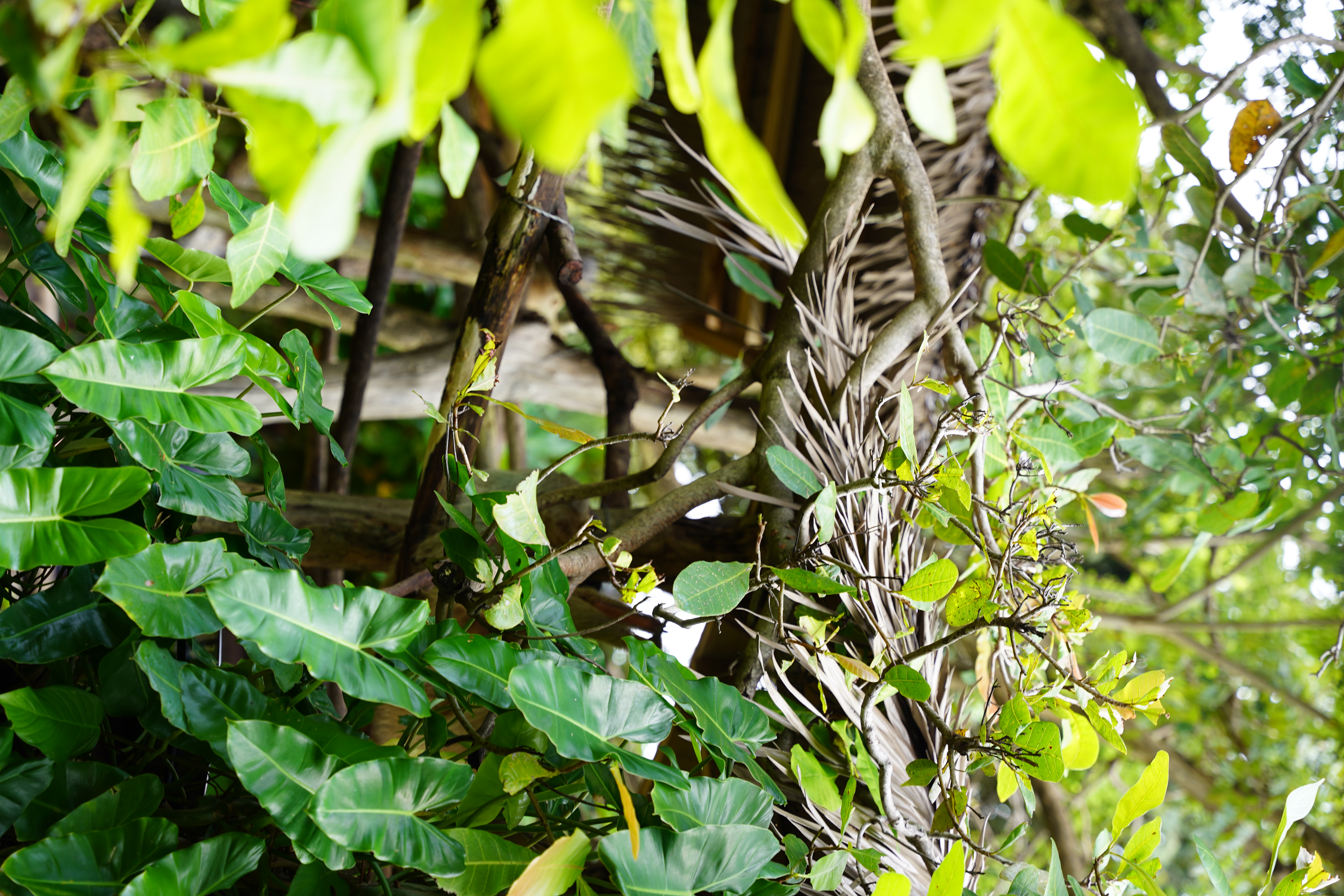 DSC06688