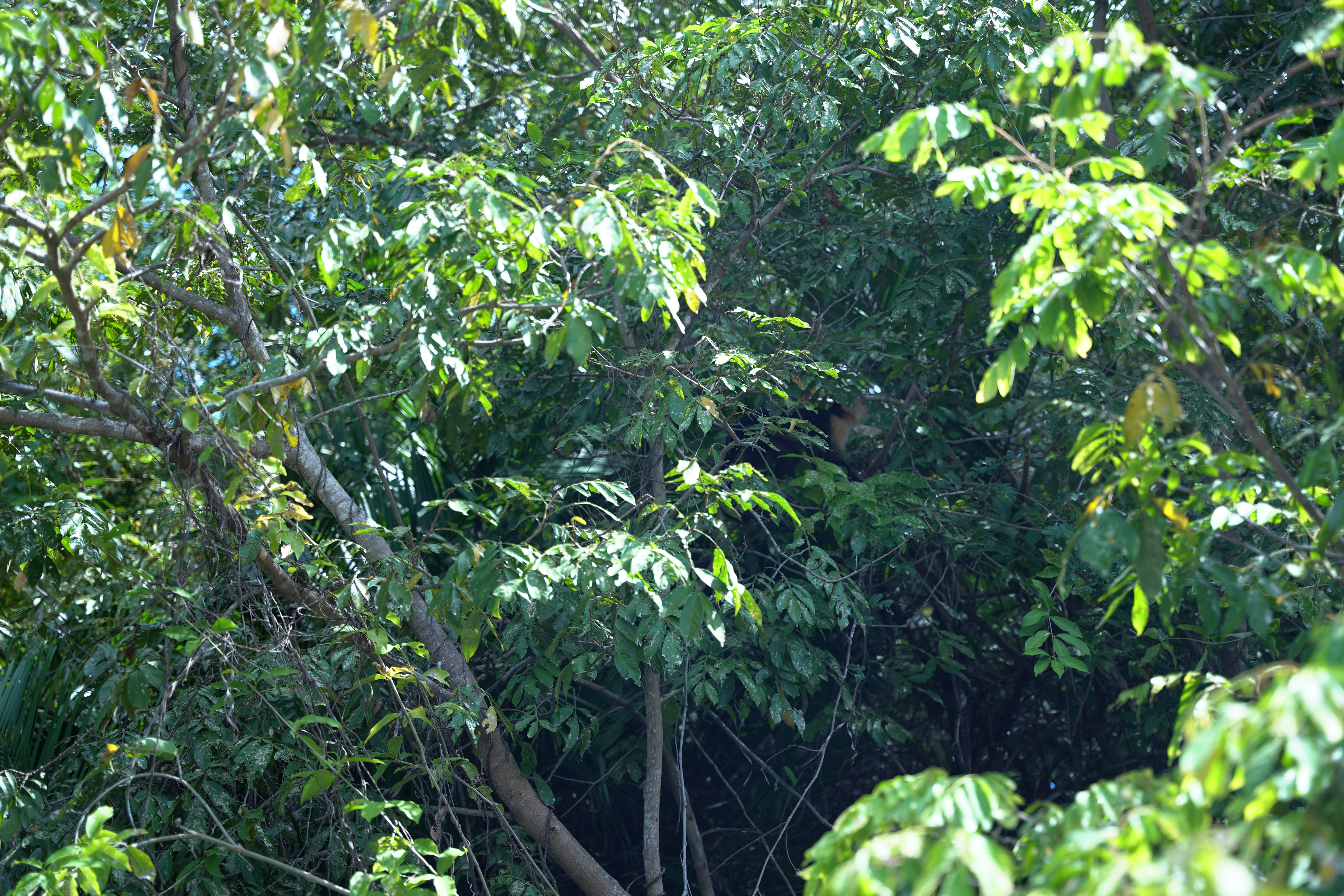 DSC06854