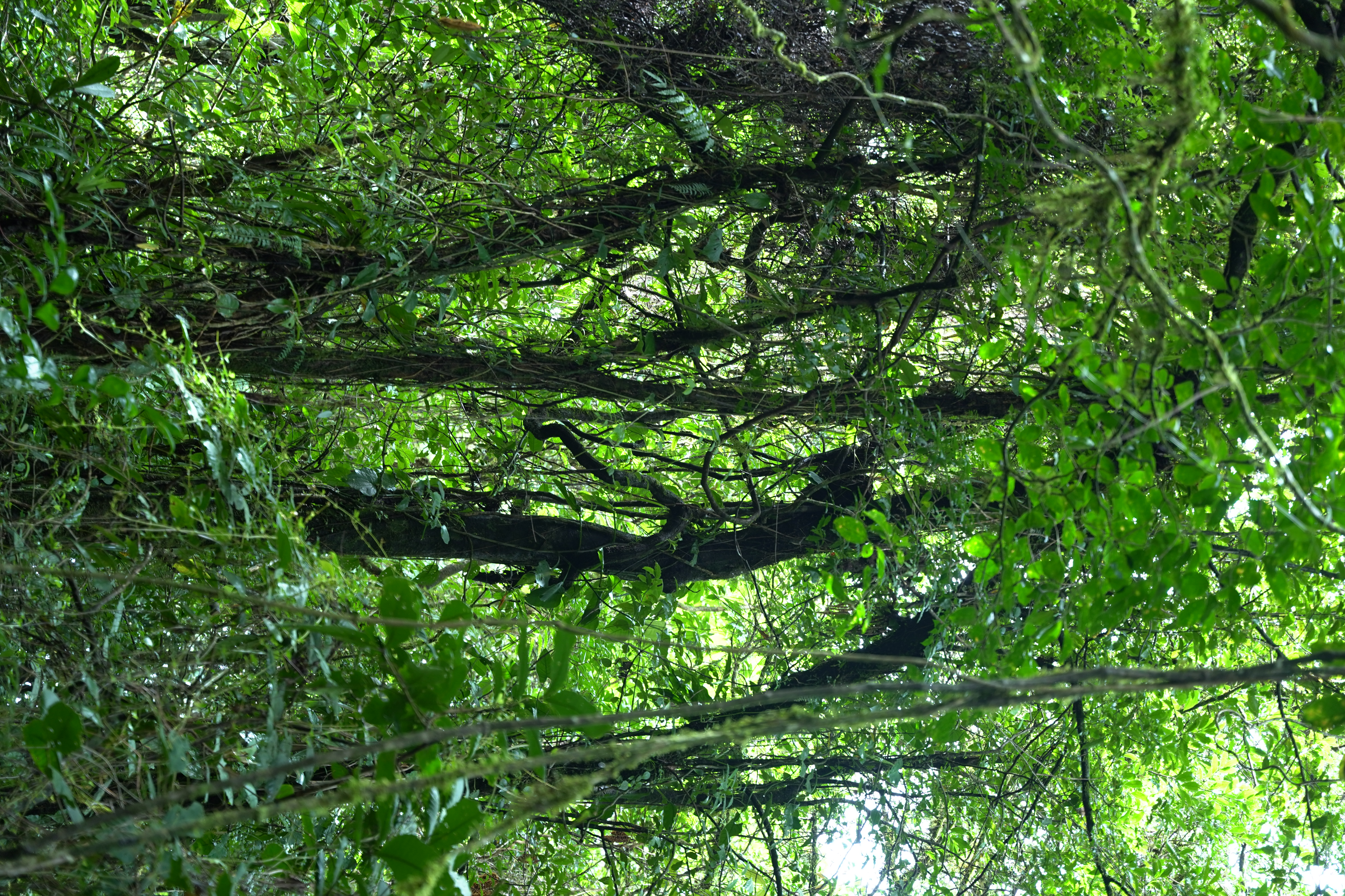 DSC06996