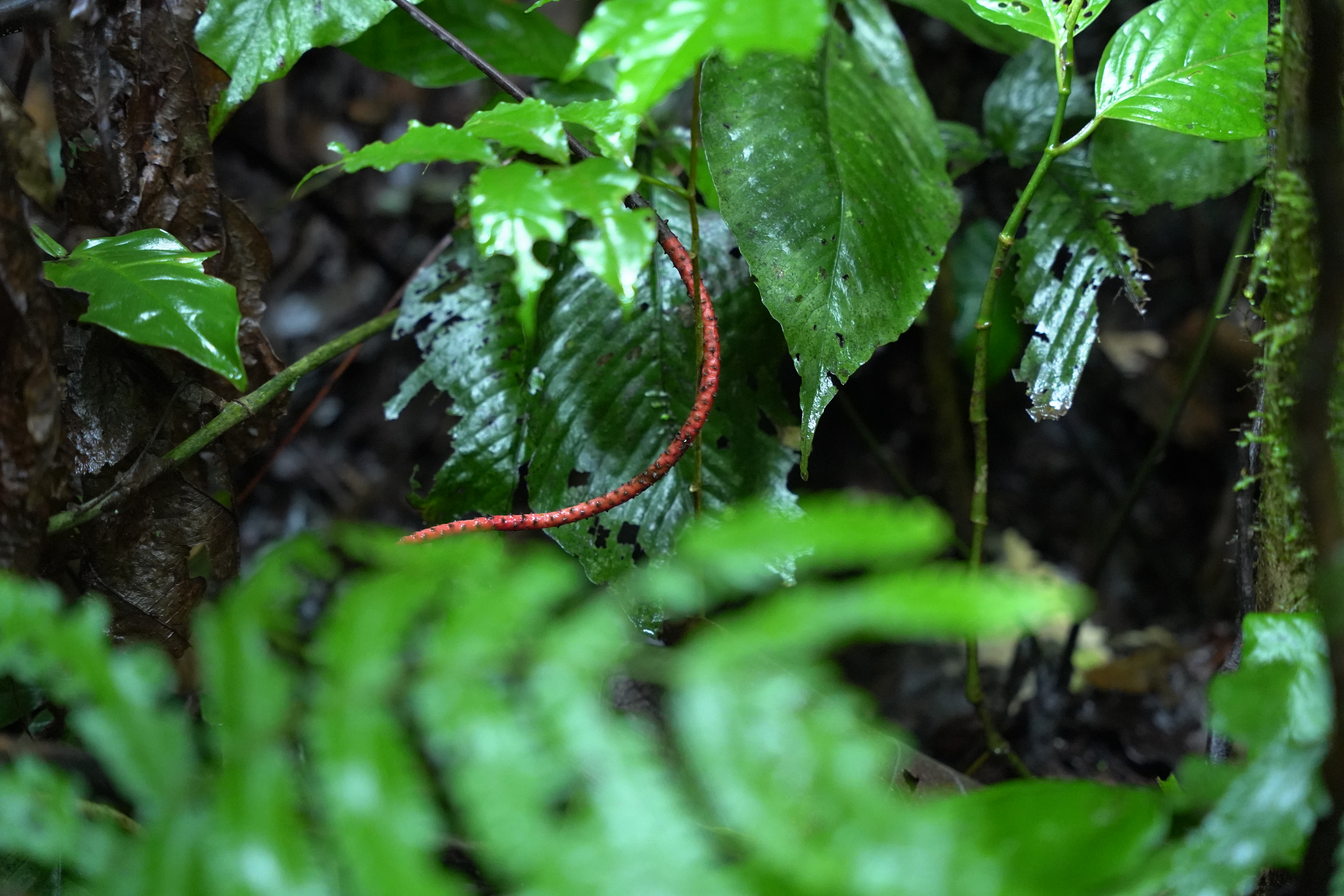 DSC07041
