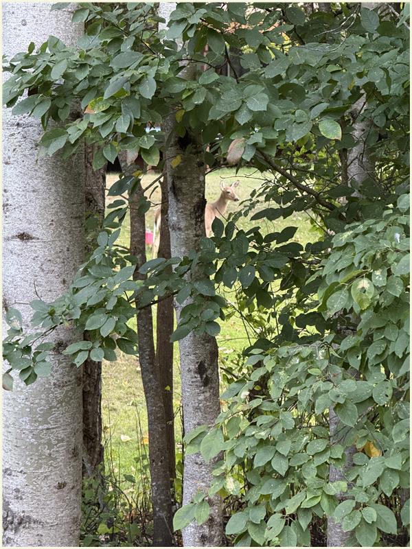 Click to view picture at full resolution