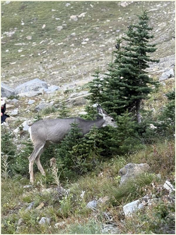 Click to view picture at full resolution