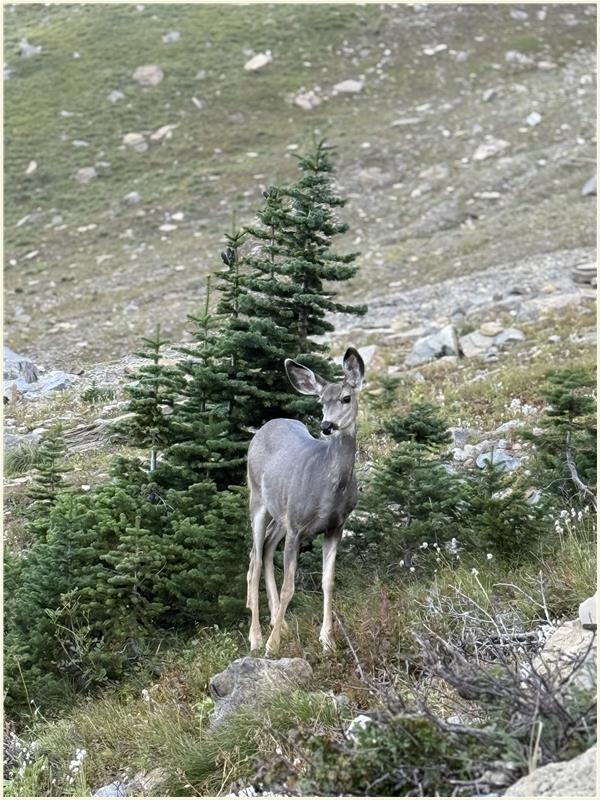 Click to view picture at full resolution