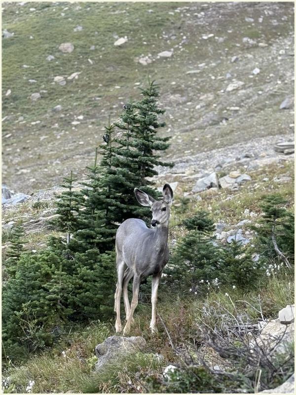 Click to view picture at full resolution