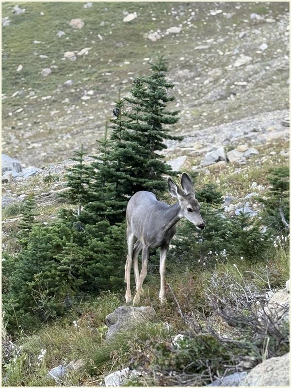 Click to view picture at full resolution