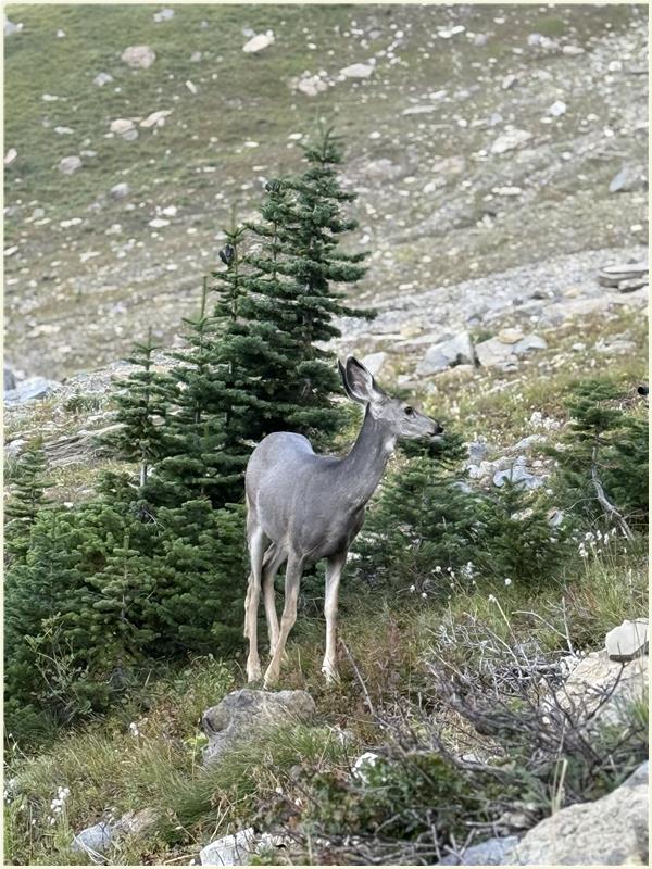 Click to view picture at full resolution