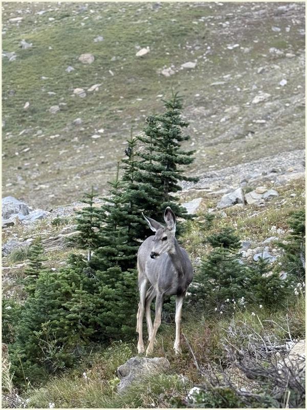 Click to view picture at full resolution