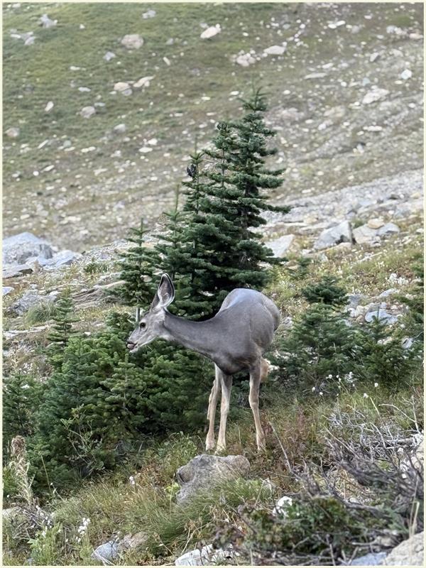 Click to view picture at full resolution