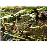 Sommer 2014 014