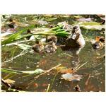 Sommer 2014 015