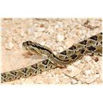reptiles (4)