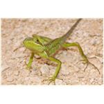 reptiles (7)
