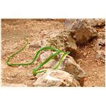 reptiles