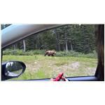 Grizzly WP_20160806_10_02_12_Pro