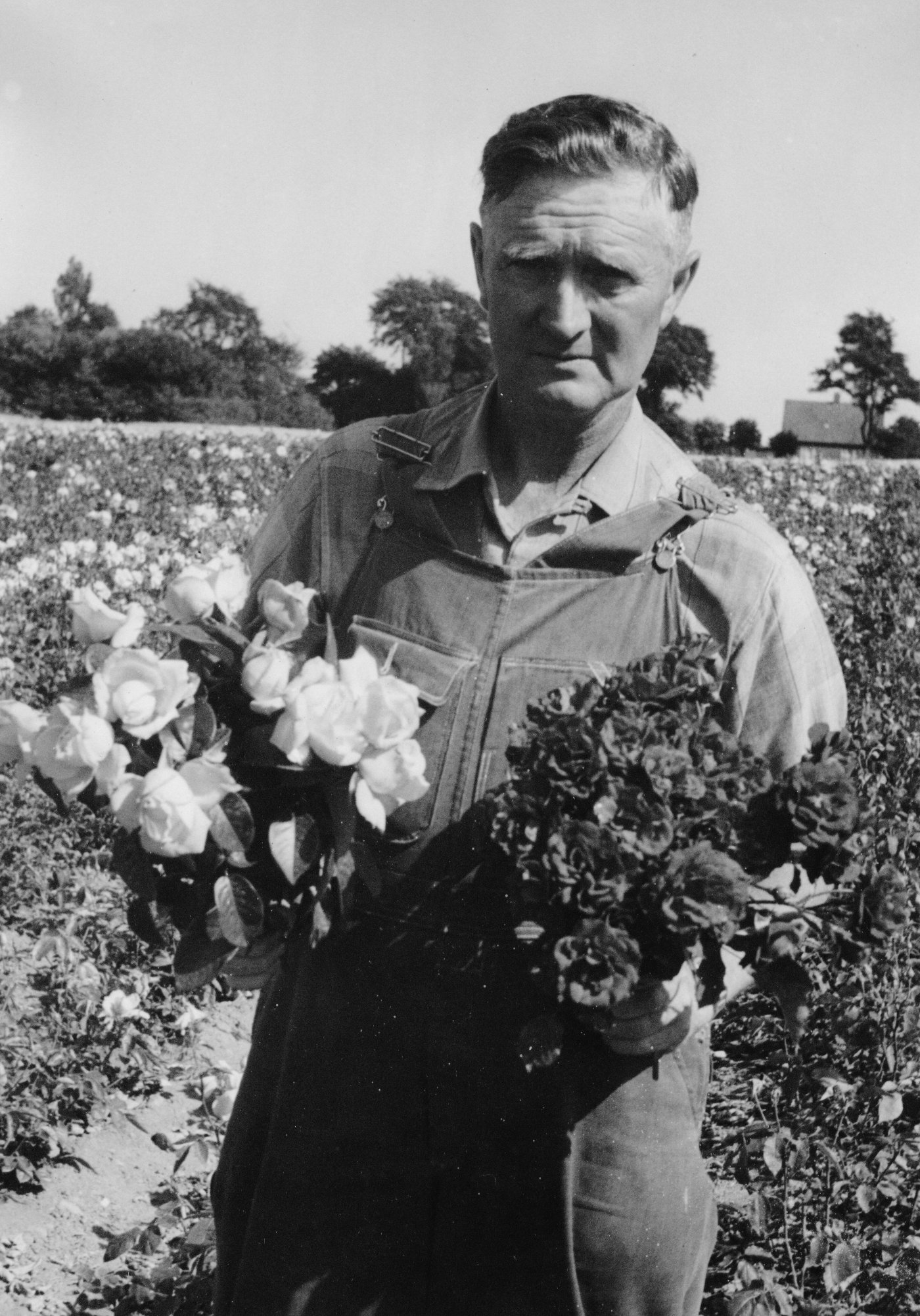 Alfred Jørgensen Albertsen